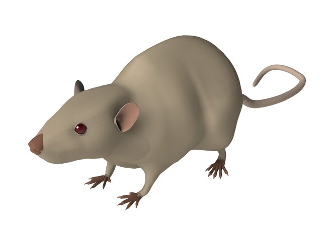 Fischer 344 Rat Model