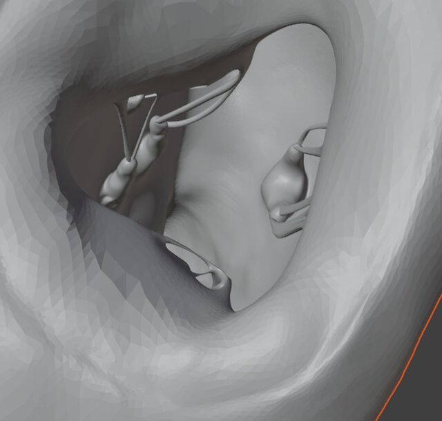 3D model of Anatomical Cardiac Model