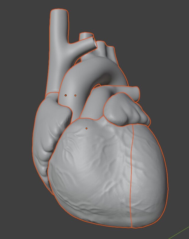 3D model of Anatomical Cardiac Model
