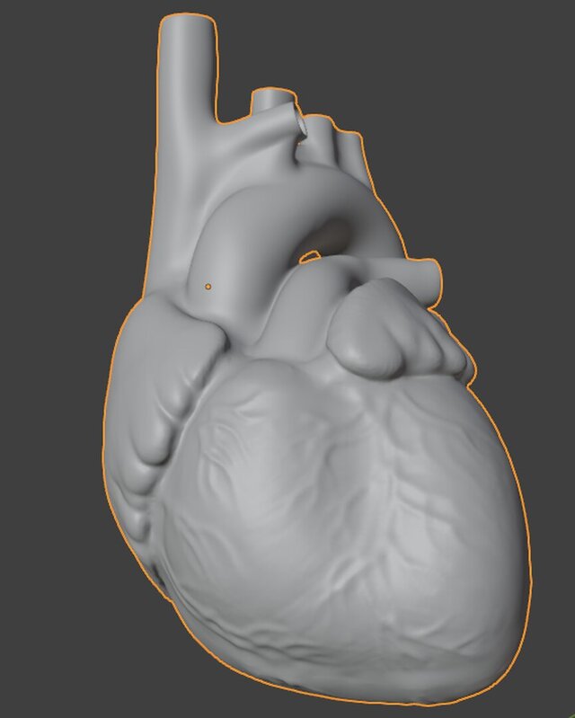 3D model of Anatomical Cardiac Model