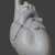 Anatomical Cardiac Model