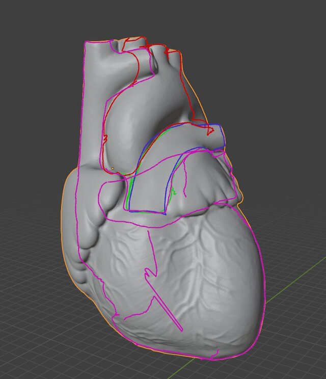 Anatomical Cardiac Model