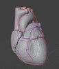Anatomical Cardiac Model design by elyiaizzz