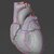 Anatomical Cardiac Model
