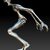 Slender Man