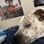 Animal (DOG) Sculpting