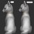 Cat Figurine Model | Zbrush Sculpt | 3D Print Model