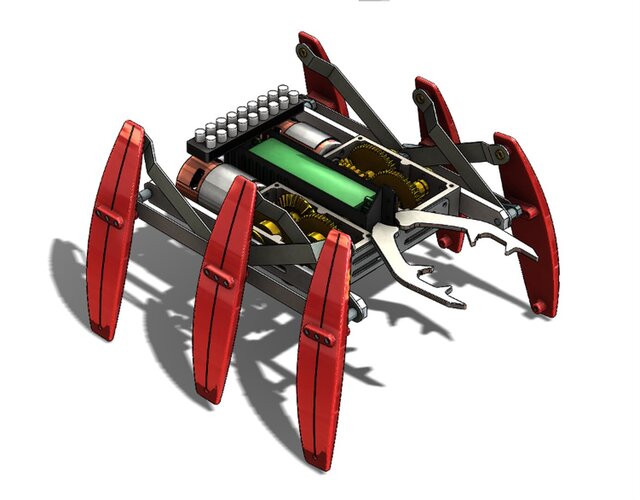 Royal Stag Beetle – image 5 of 6