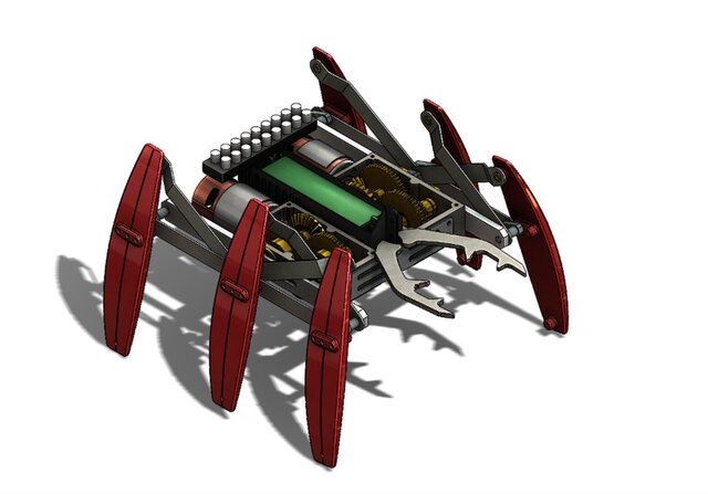 Royal Stag Beetle – image 4 of 6