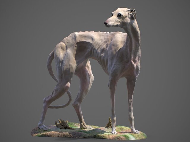 The Elegance of the Greyhound