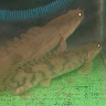 rudii