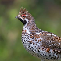 grouse