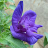 durgaprasady