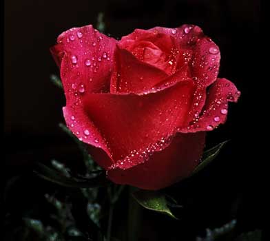 mohammadhosseinr