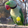 parrotsb