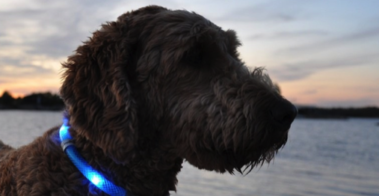 Glowdoggie LED Collar