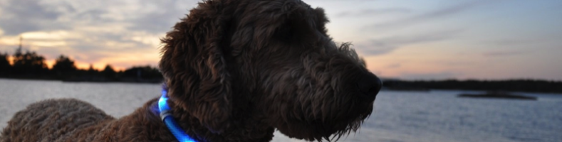 Glowdoggie LED Collar