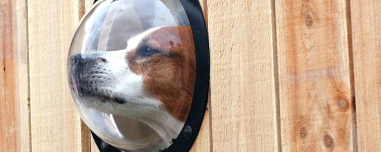 PetPeek Fence Window