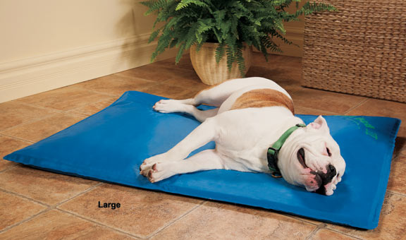 dog cooling bed