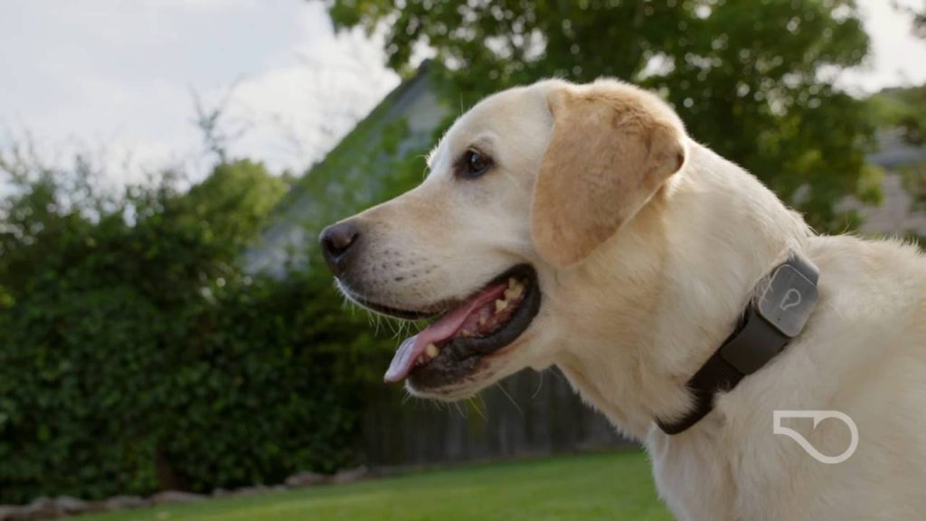 whistle gps pet tracker
