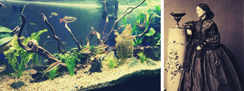 Jeanne-Villepreux-power-female-inventor | Cad Crowd Jeanne-Villepreux-power-female-inventor