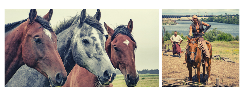 domestication-of-horses | Cad Crowd domestication-of-horses