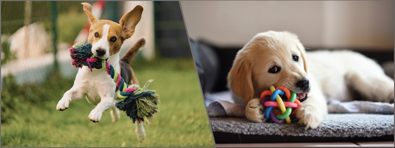pet toy design experts